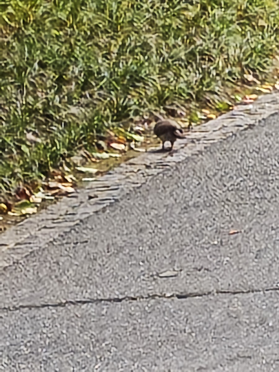 Spotted Dove - ML659245780