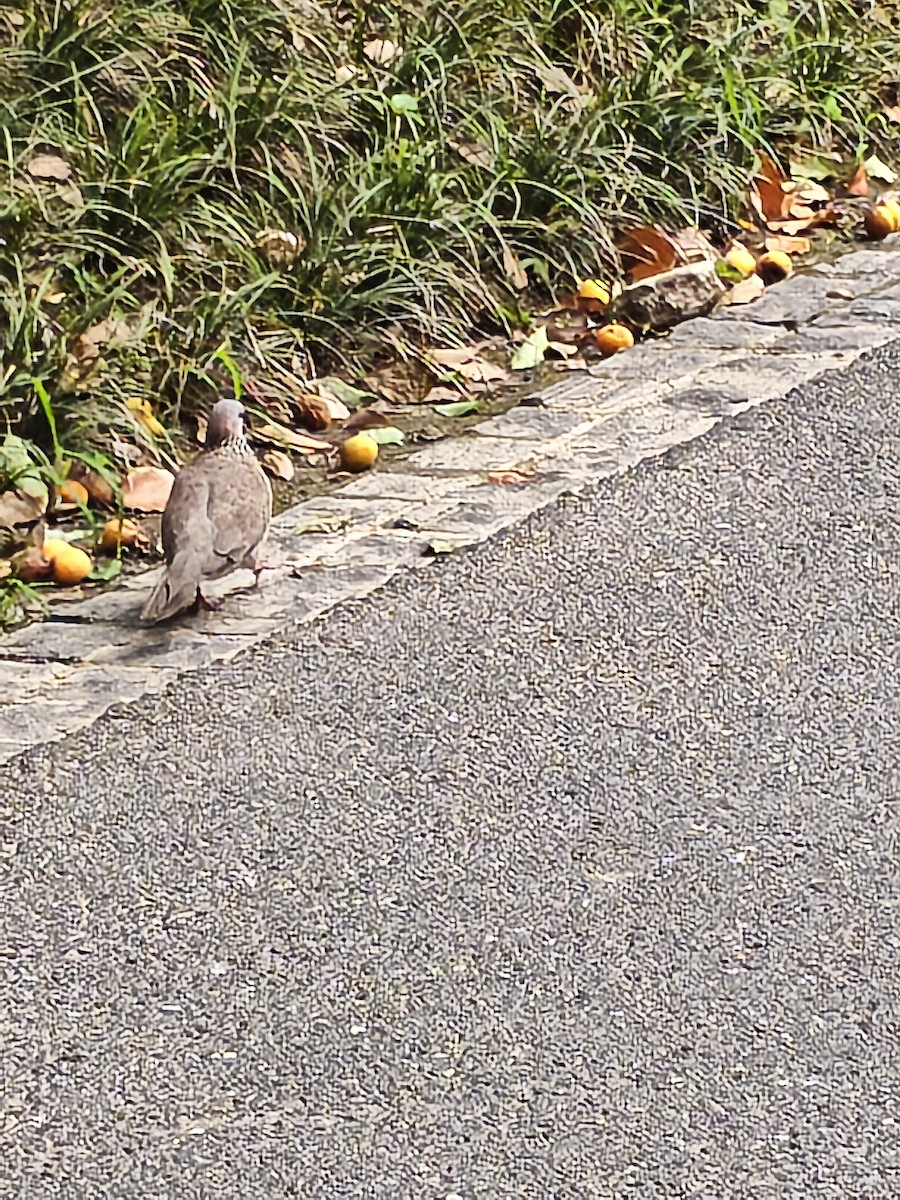Spotted Dove - ML659245781