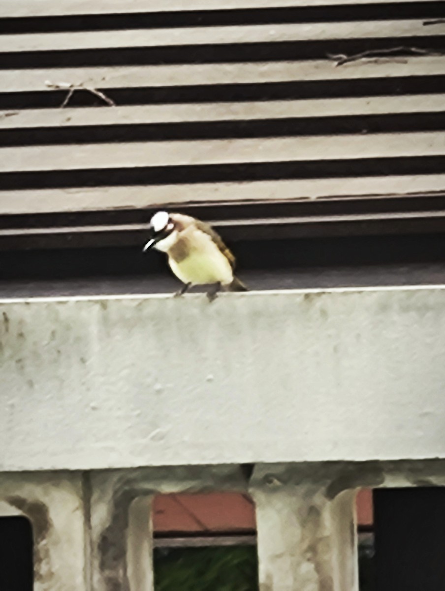Light-vented Bulbul - ML659245789