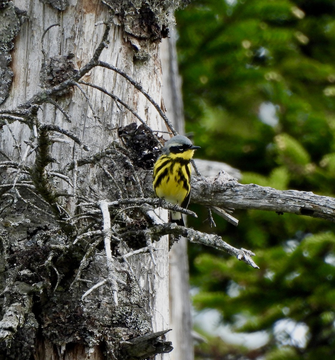 Magnolia Warbler - ML659245813