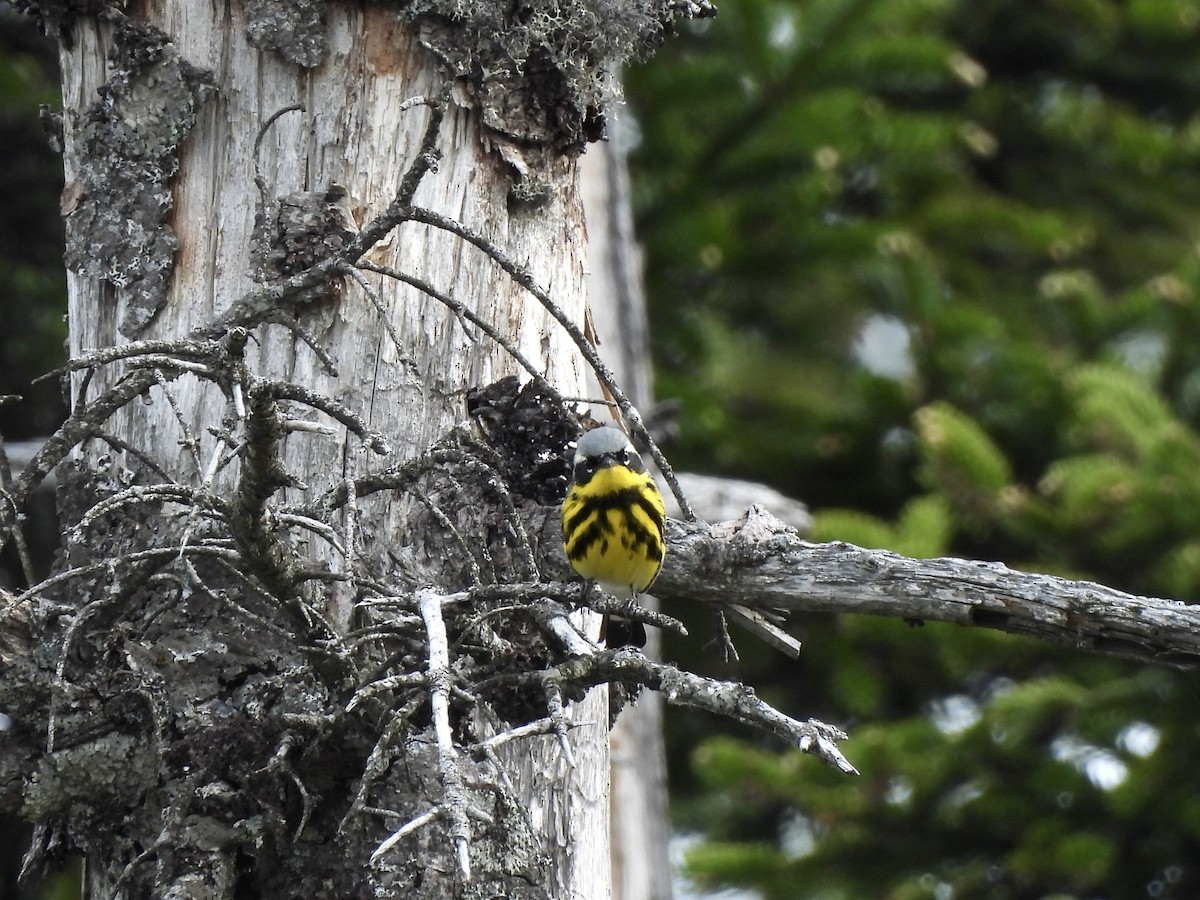 Magnolia Warbler - ML659245814