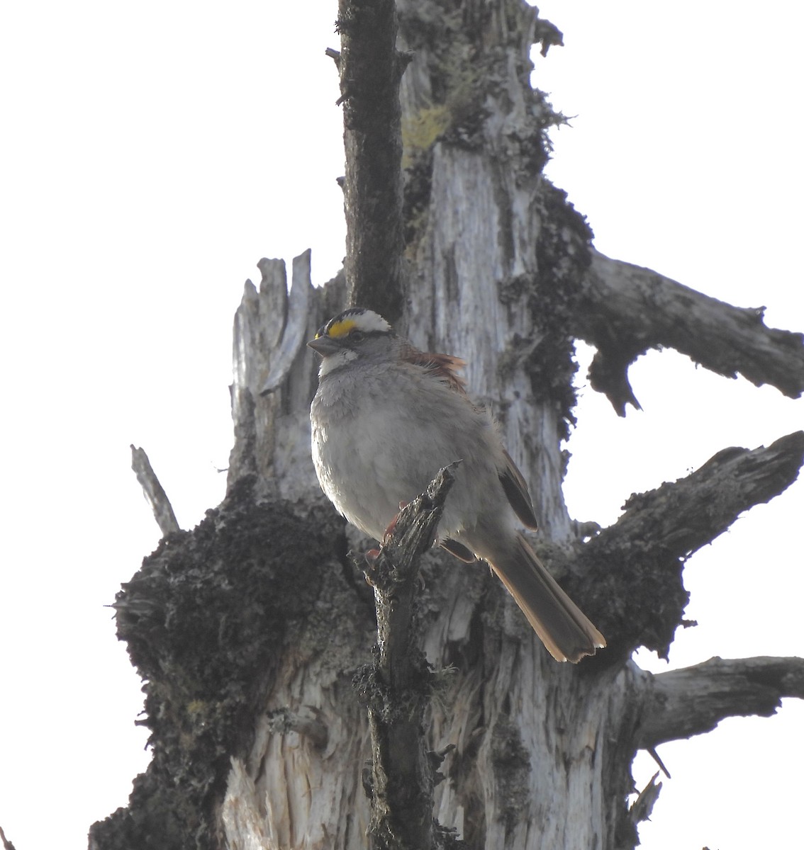 White-throated Sparrow - ML659245908
