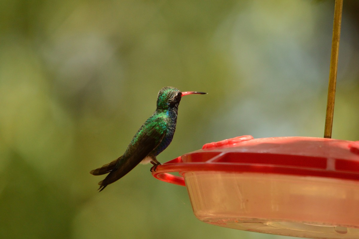 Broad-billed Hummingbird - ML659246419
