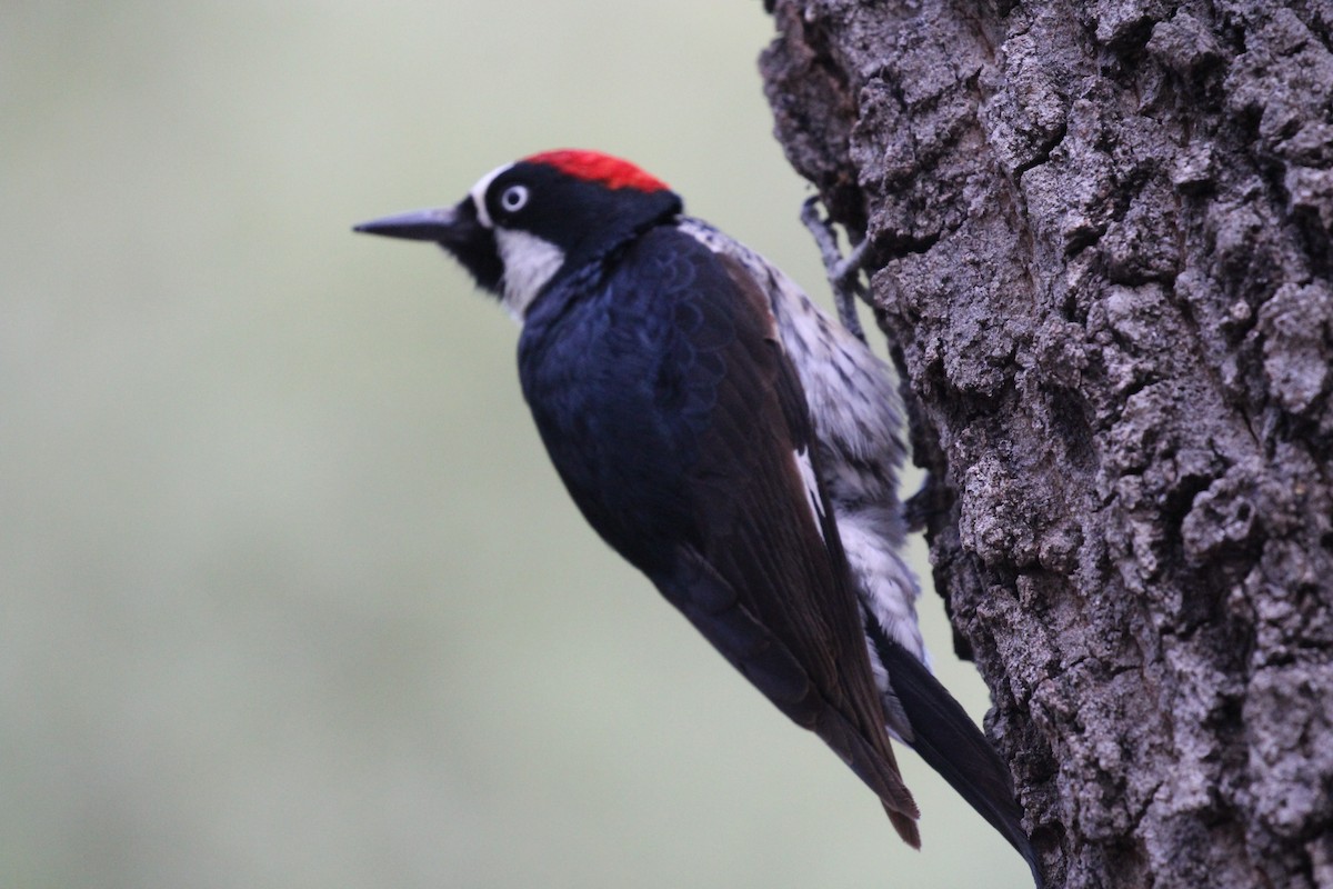 Acorn Woodpecker - ML659246470