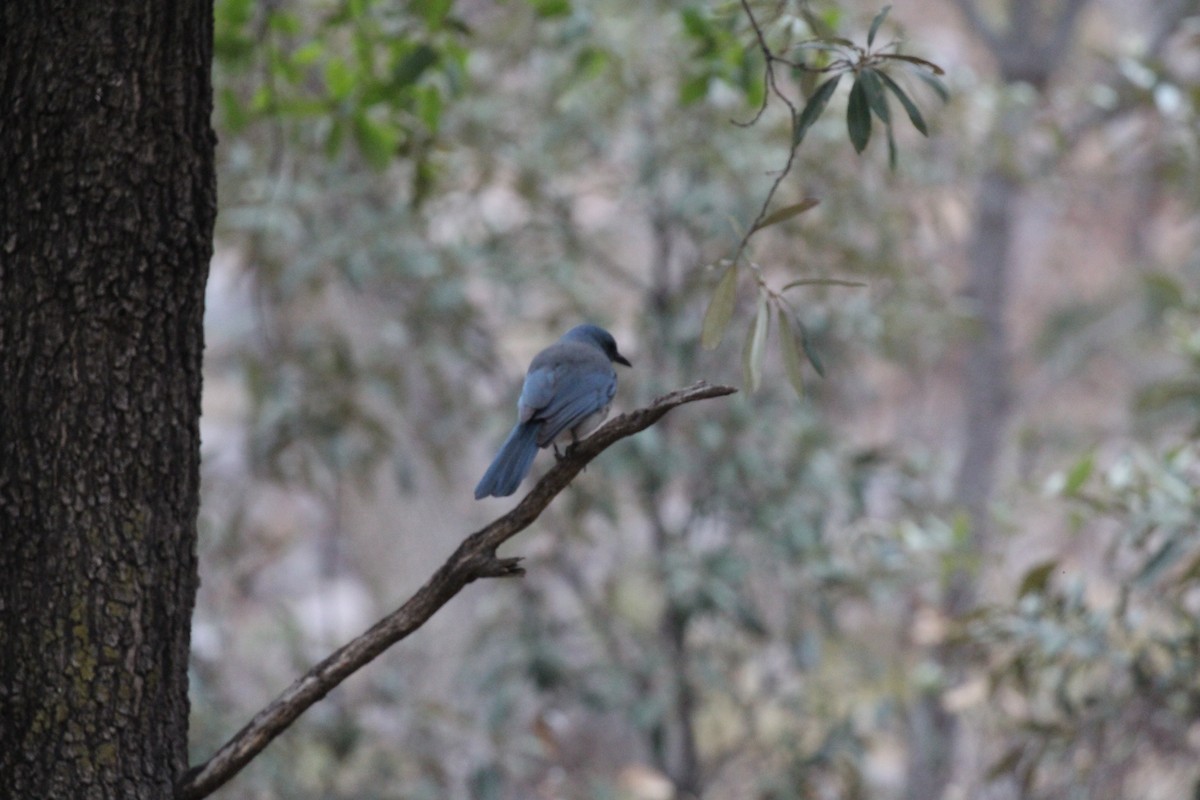 Mexican Jay - ML659246675