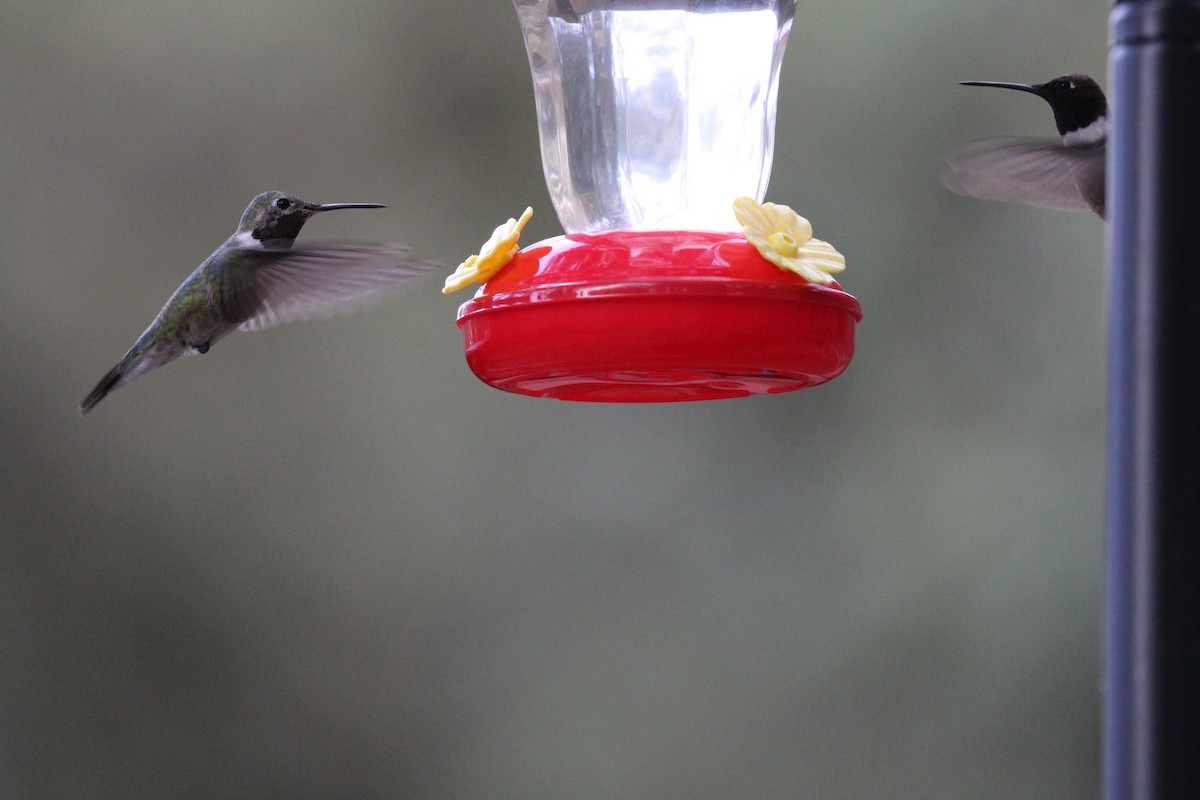 Broad-tailed Hummingbird - ML659246741