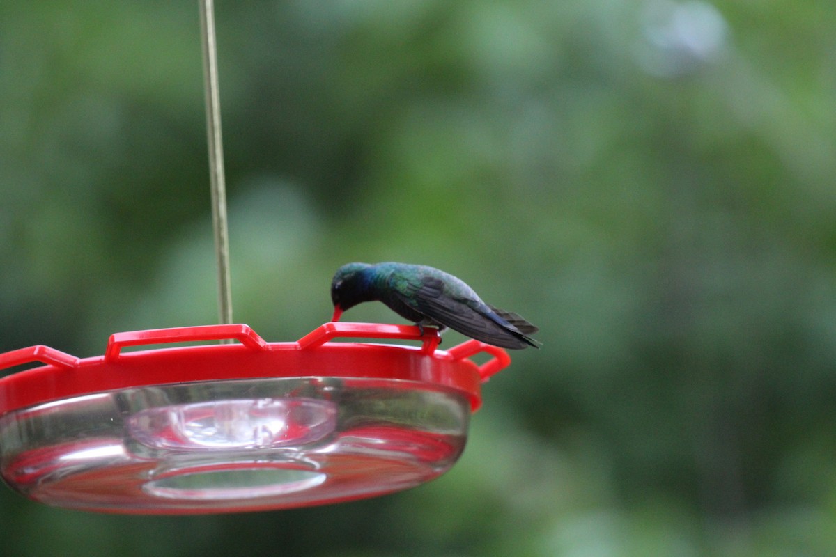 Broad-billed Hummingbird - ML659246817