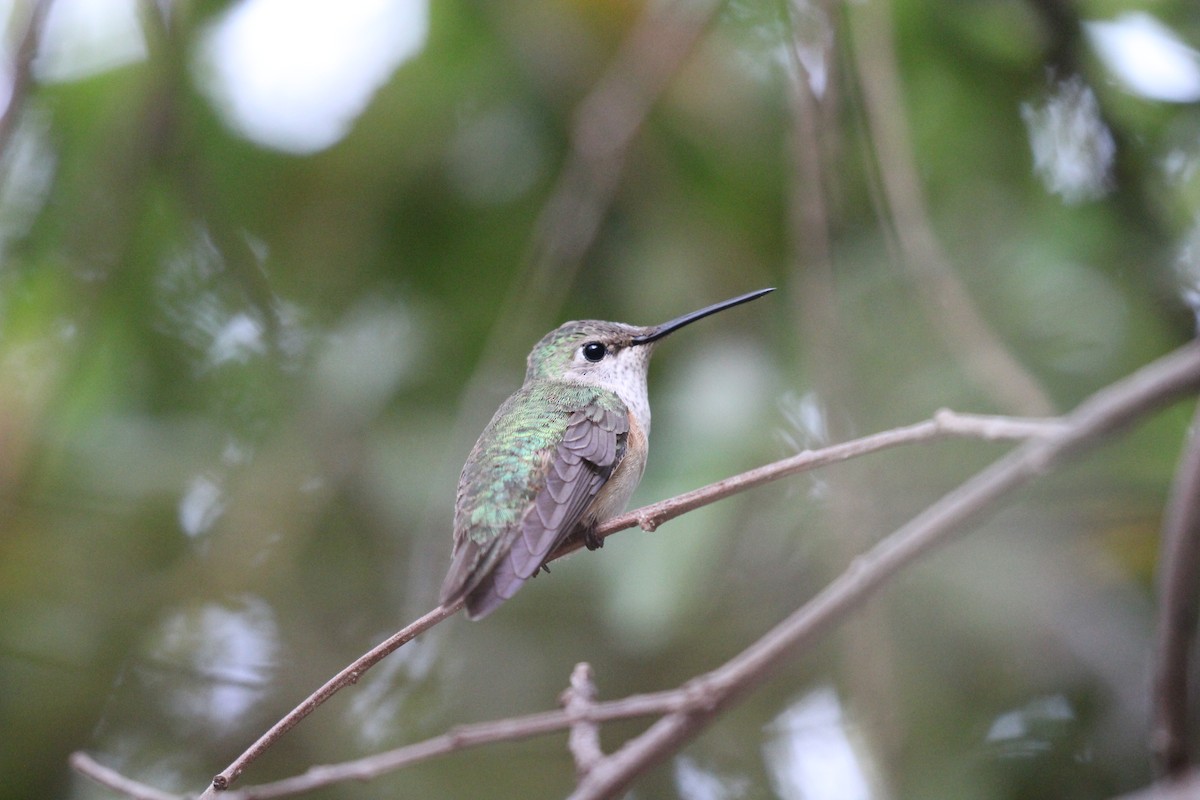 Broad-tailed Hummingbird - ML659246916