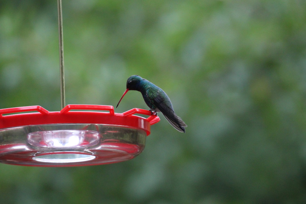 Broad-billed Hummingbird - ML659246948