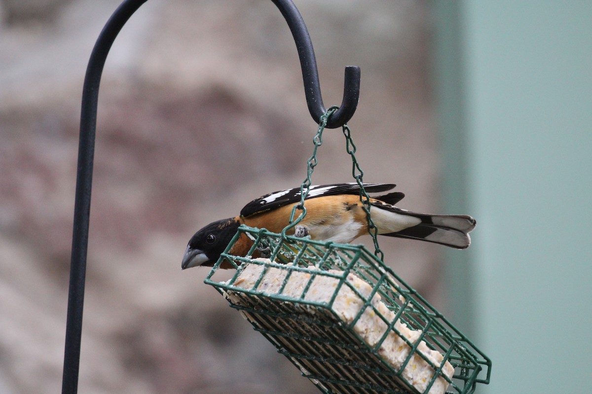 Black-headed Grosbeak - ML659246991