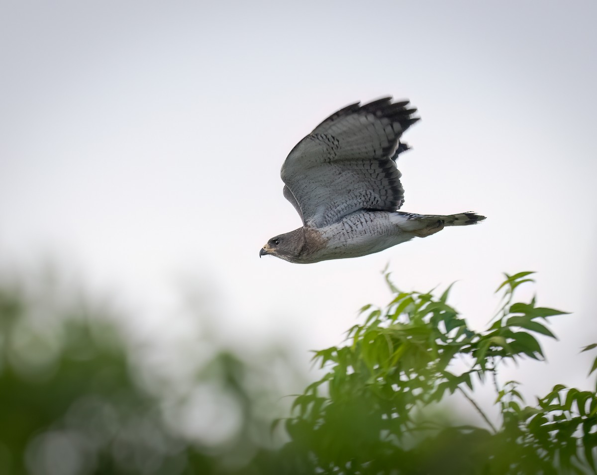 Short-tailed Hawk - ML659247252