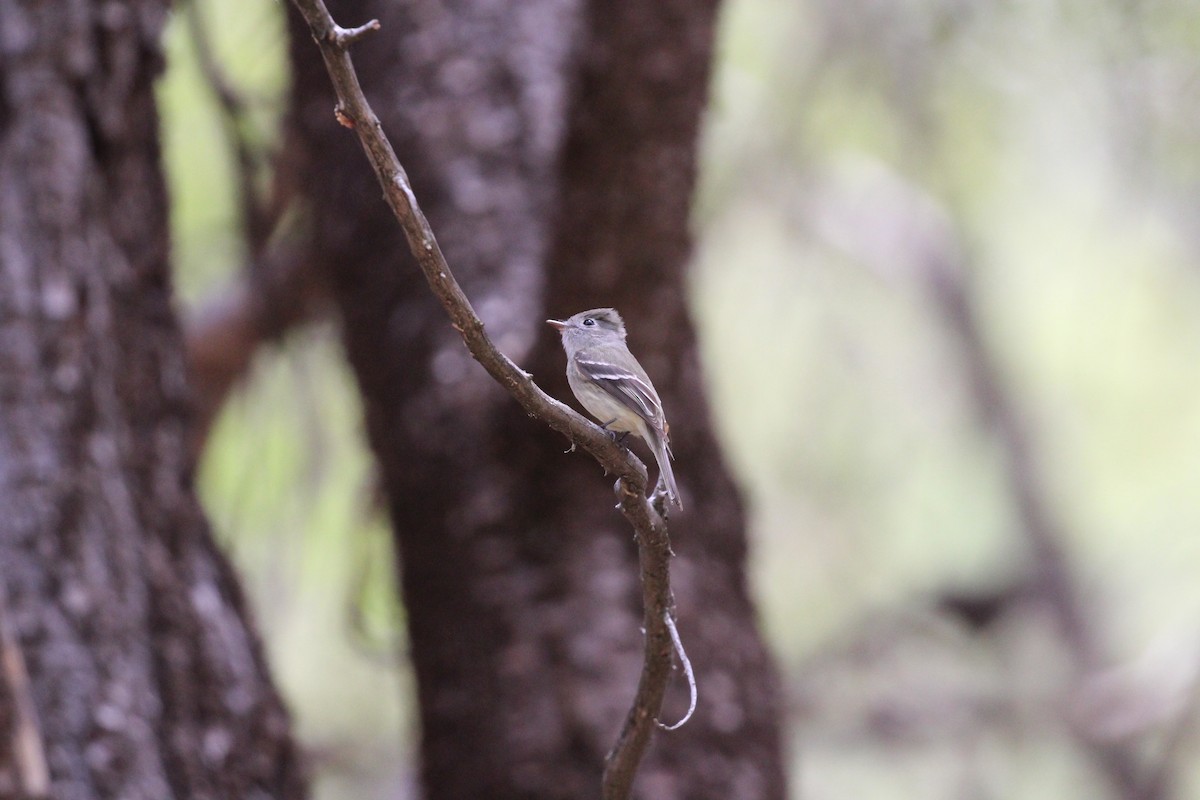 Hammond's Flycatcher - ML659247444