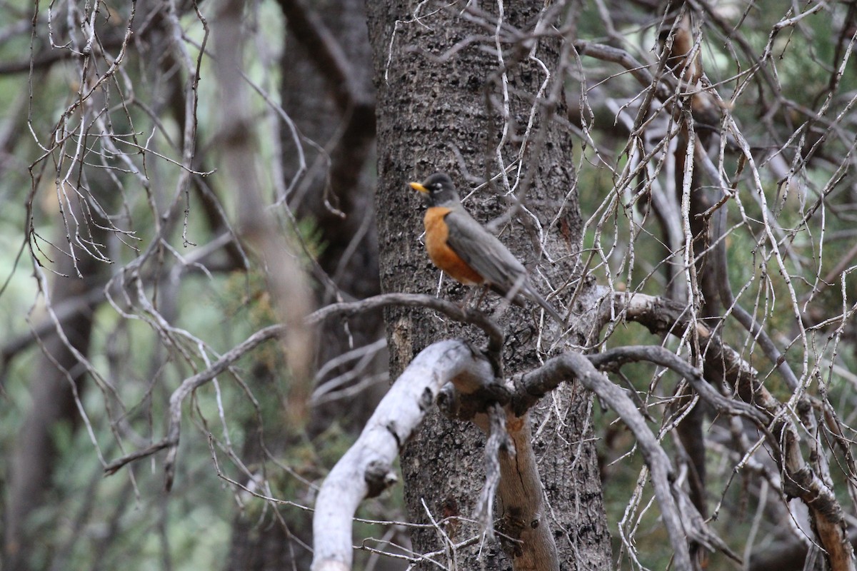 Zozo papargorria - ML659247558