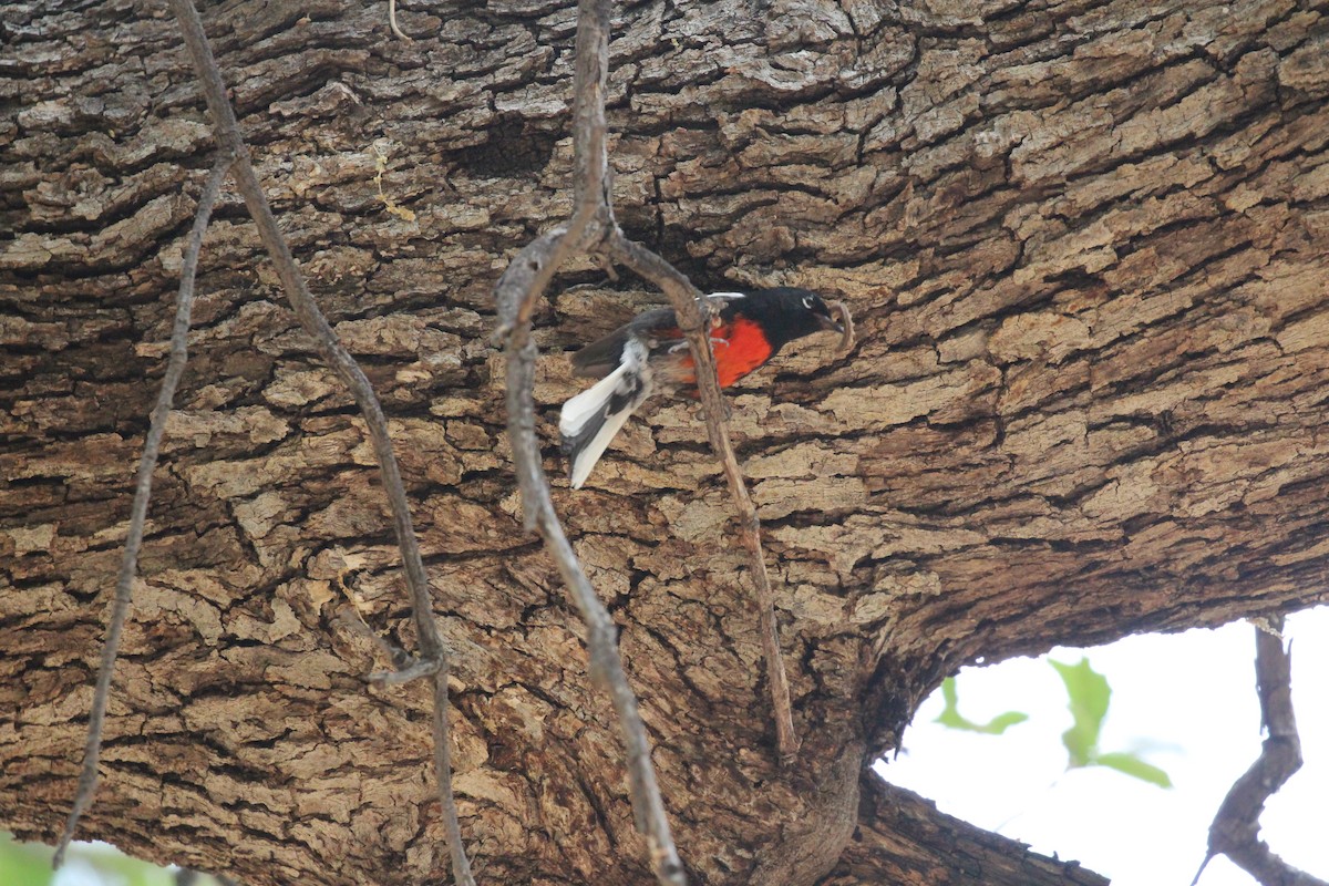 Painted Redstart - ML659247608
