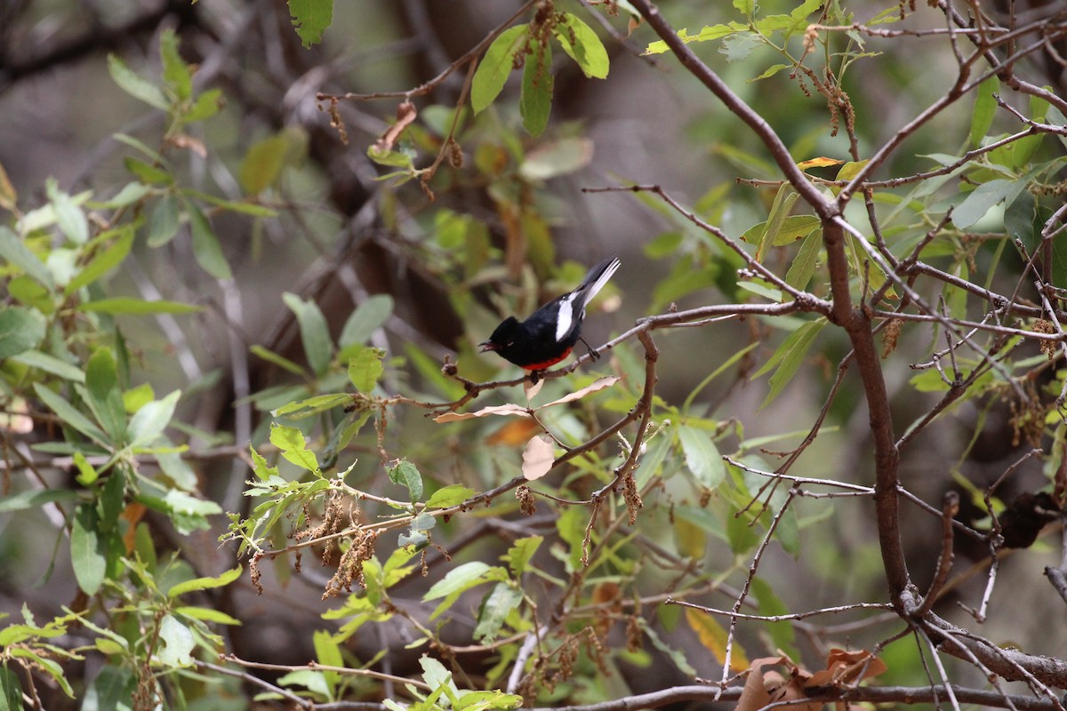 Painted Redstart - ML659247642