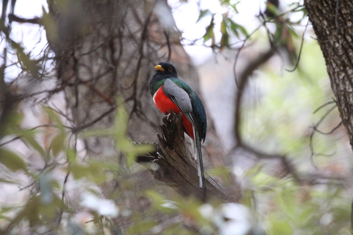 Coppery-tailed Trogon - ML659247749