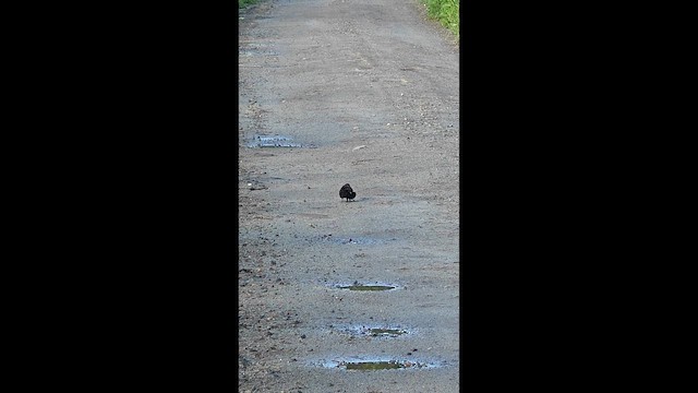 Virginia Rail - ML659247825
