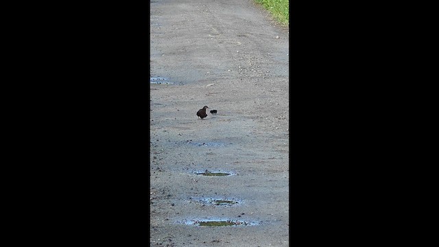 Virginia Rail - ML659247832
