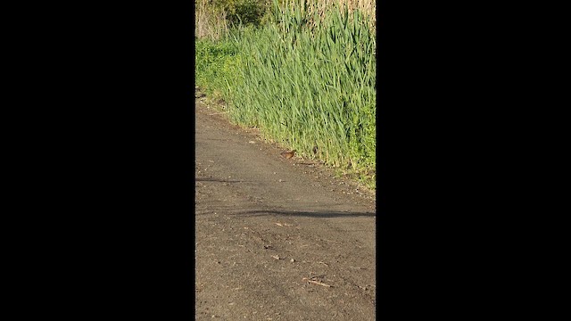 Virginia Rail - ML659247850