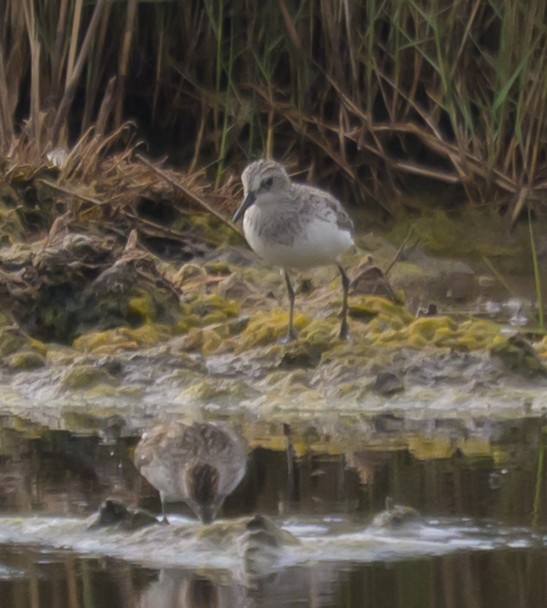 Semipalmated Sandpiper - ML659247859