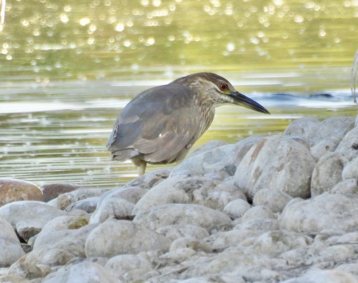 Nitticora - ML659247877