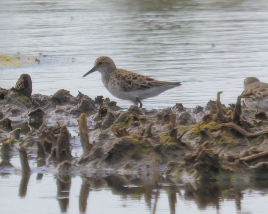 Semipalmated Sandpiper - ML659248064
