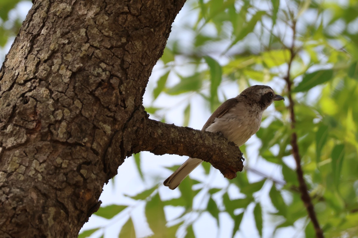 Common Woodshrike - ML659248152