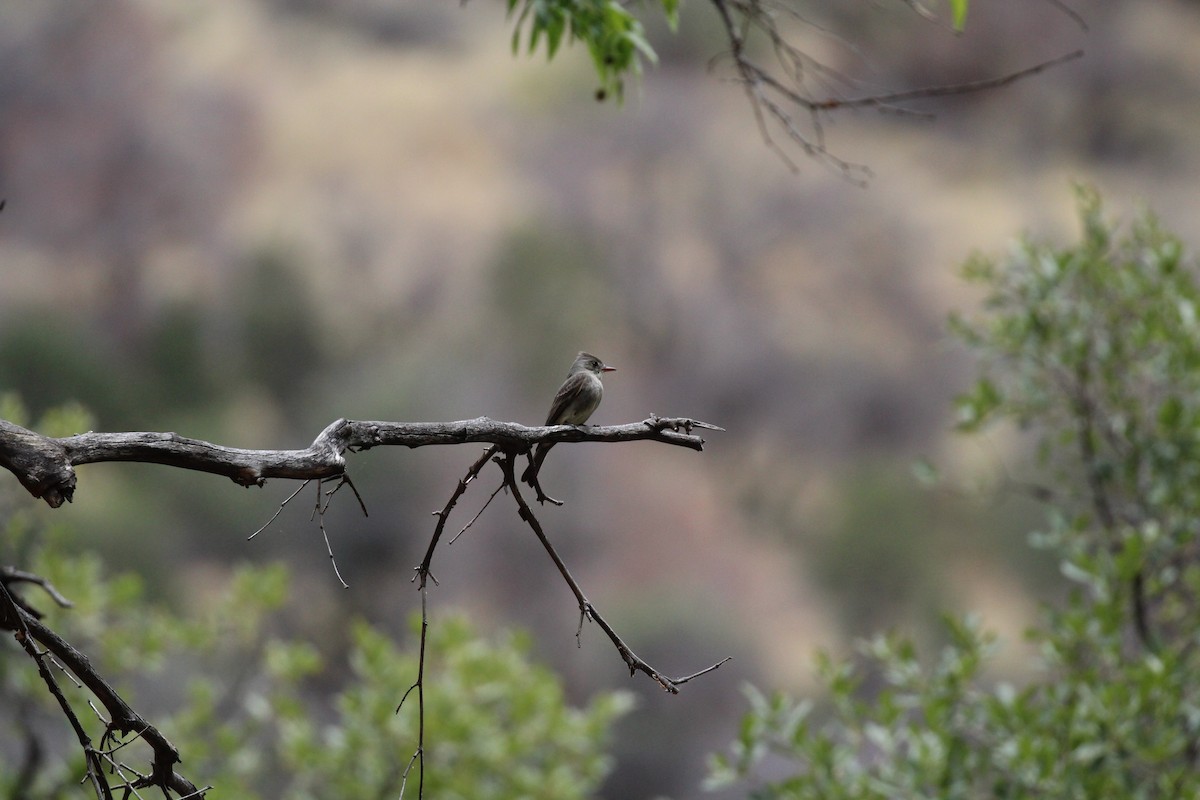Greater Pewee - ML659248353