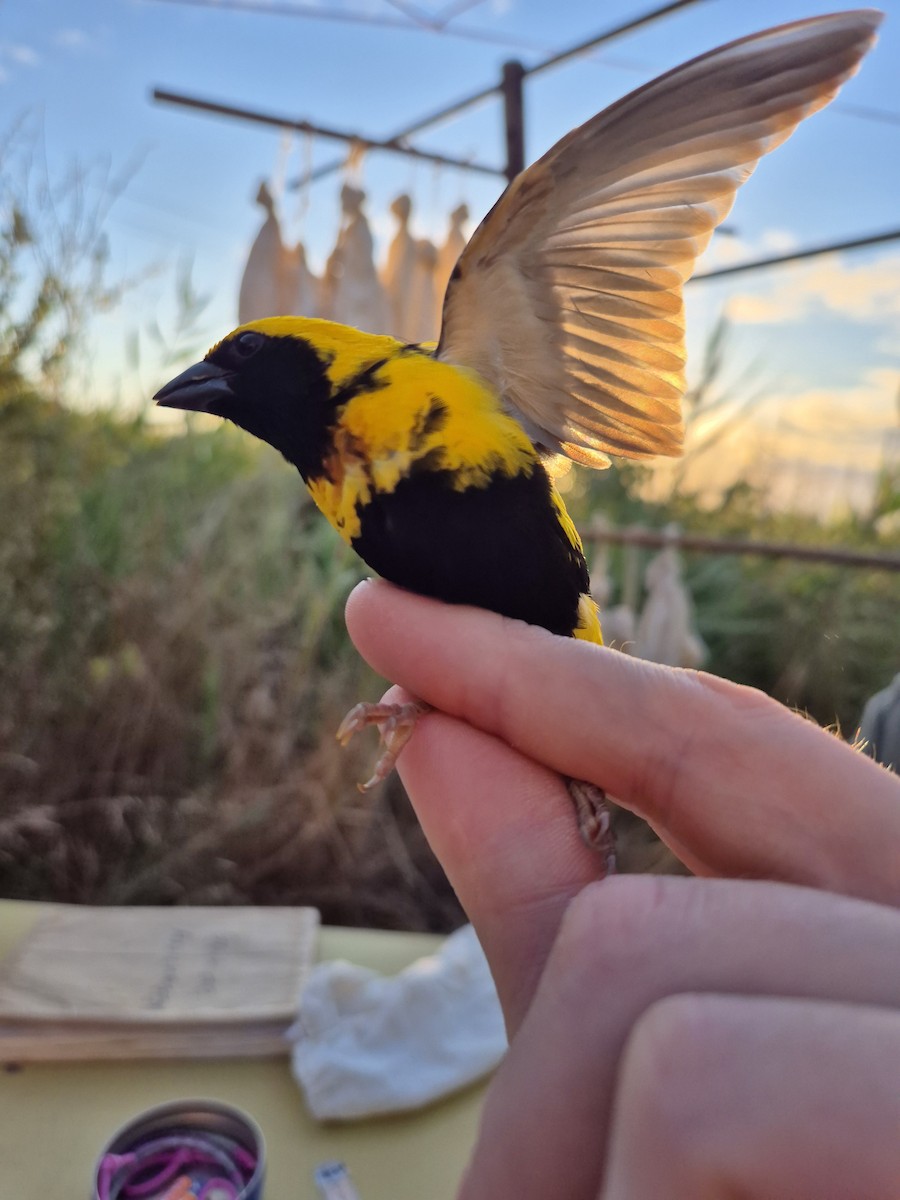 Yellow-crowned Bishop - ML659248381
