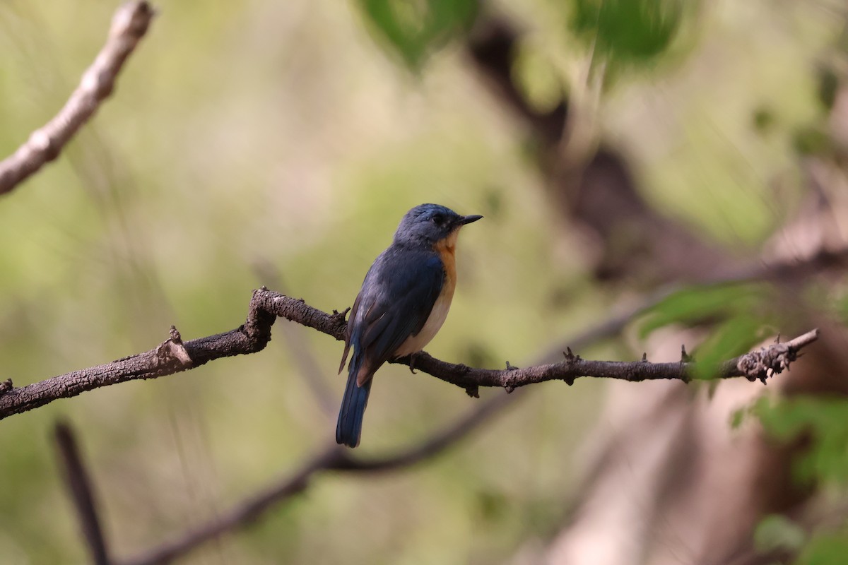 Tickell's Blue Flycatcher - ML659248443