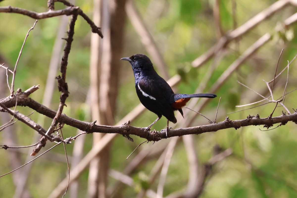 Indian Robin - ML659248460