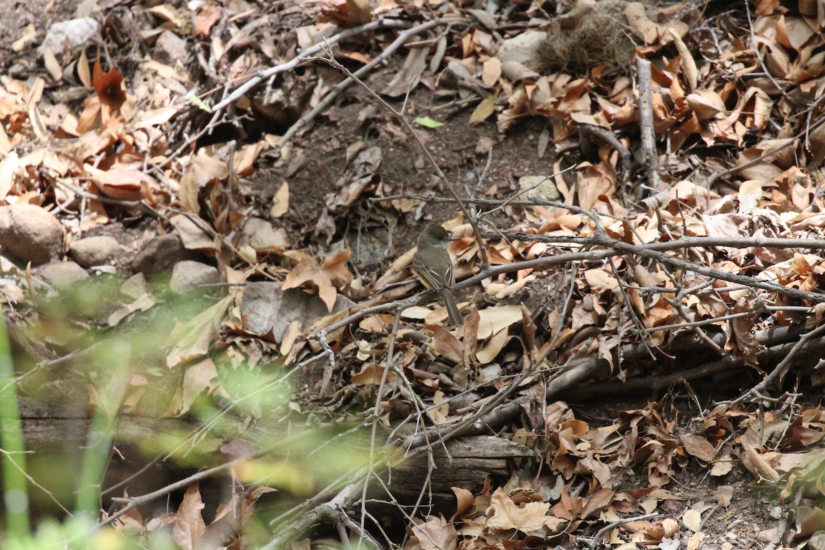 Brown-crested Flycatcher - ML659248546