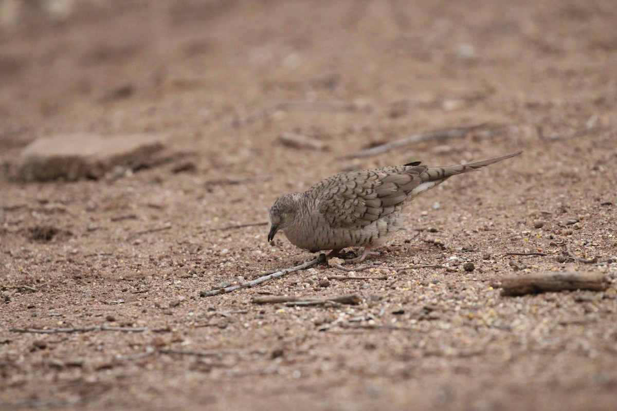 Inca Dove - ML659248601