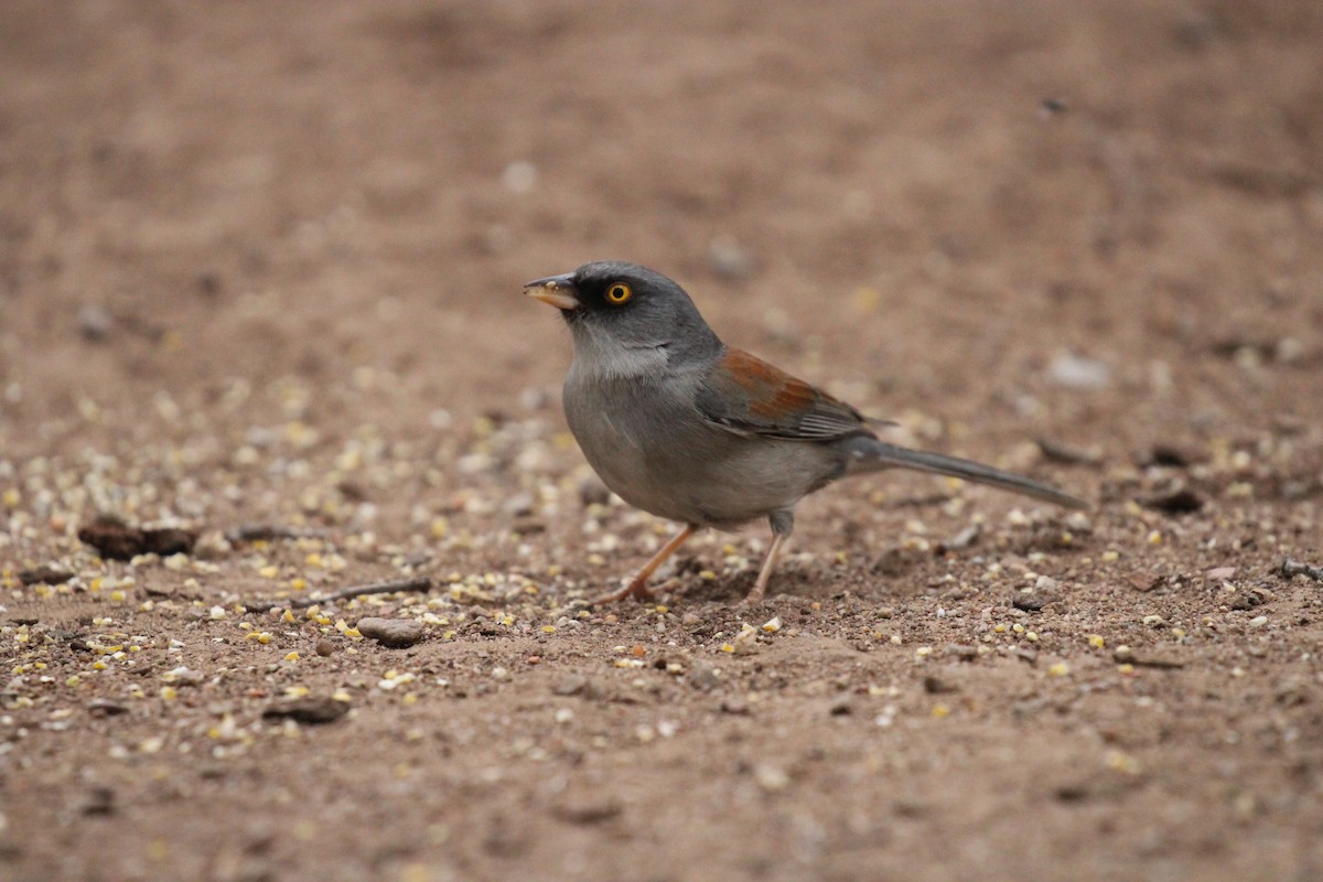 Yellow-eyed Junco - ML659248656