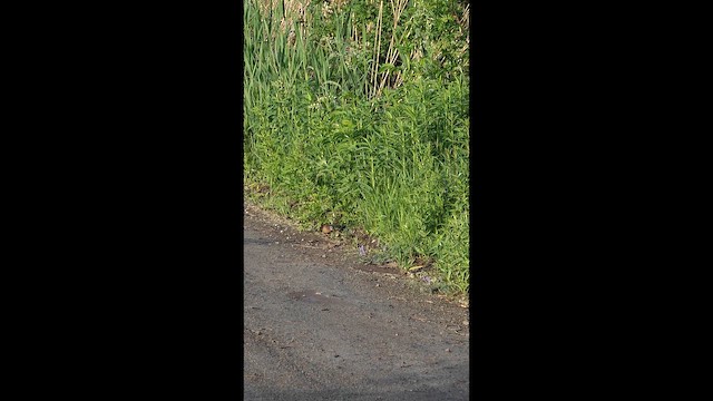 Virginia Rail - ML659248713