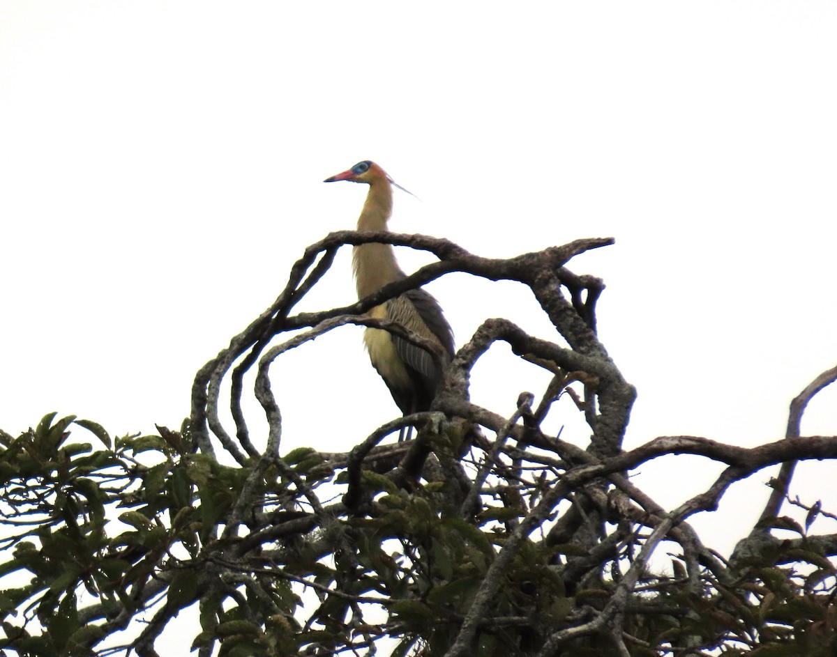 Whistling Heron - ML659248791