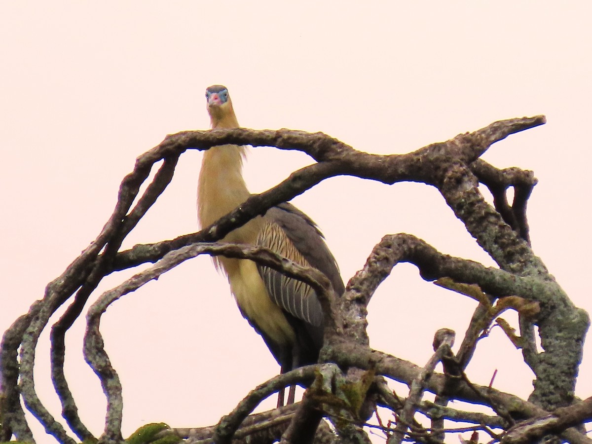 Whistling Heron - ML659248792