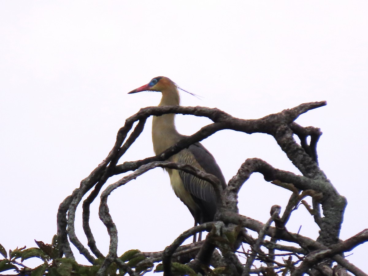 Whistling Heron - ML659248793