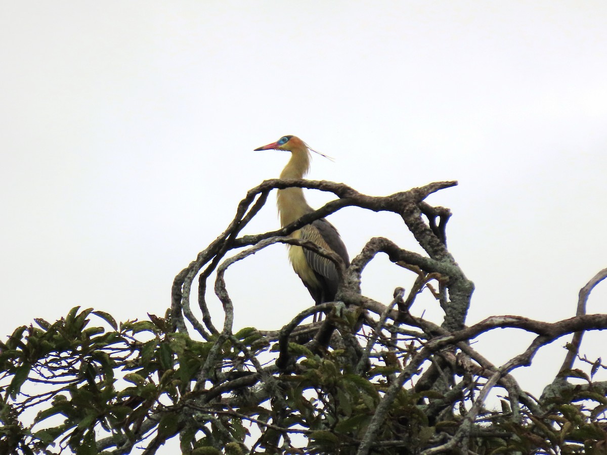 Whistling Heron - ML659248795