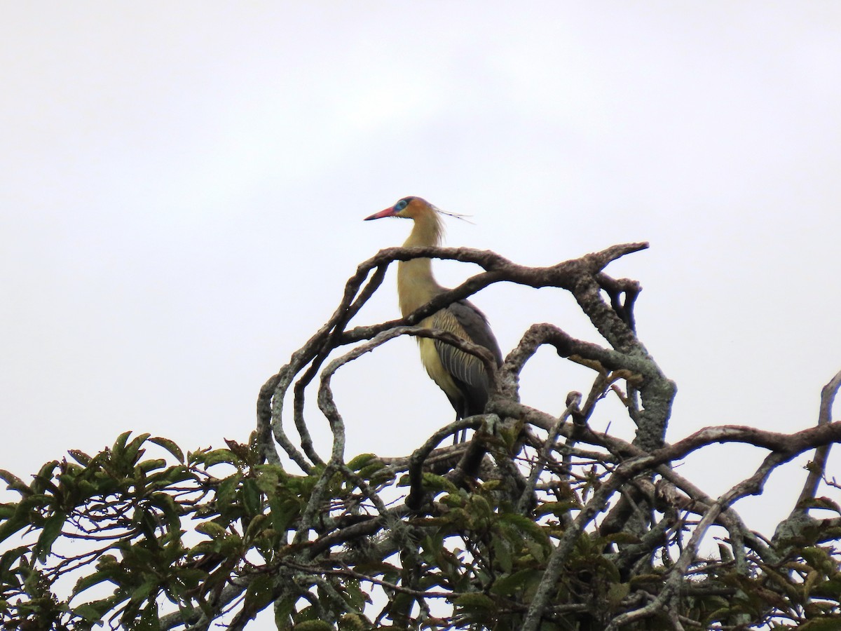 Whistling Heron - ML659248796