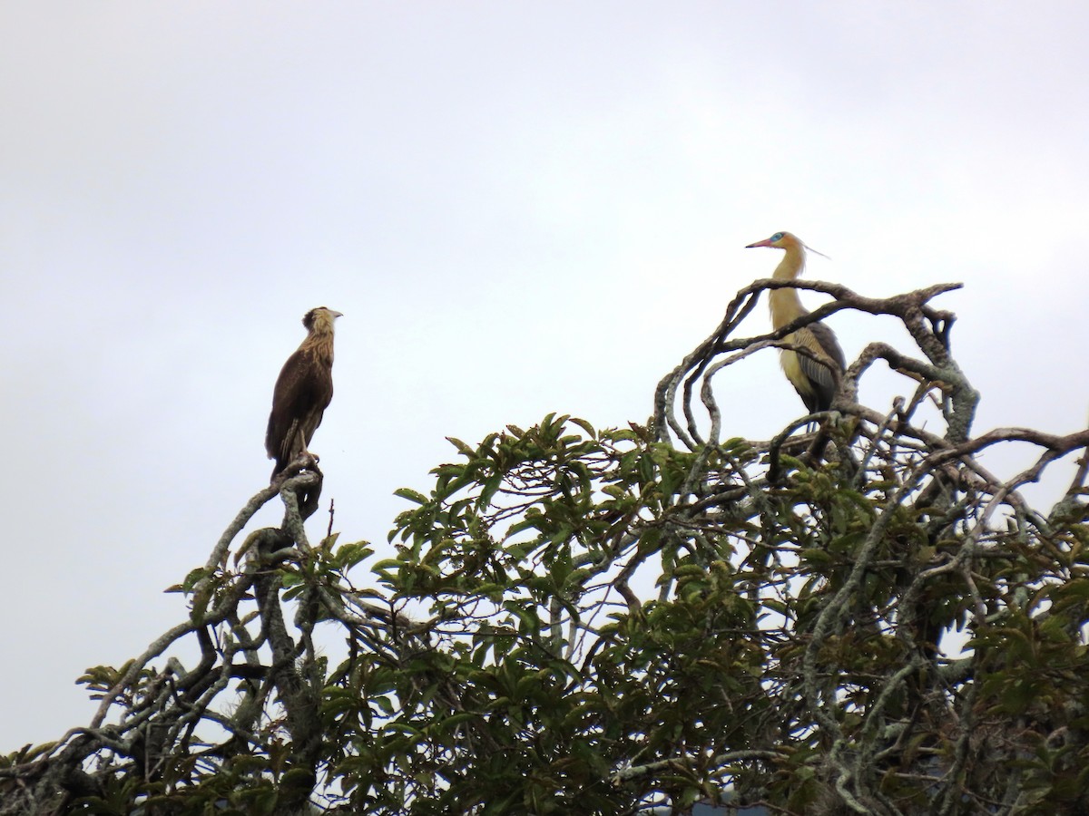Whistling Heron - ML659248797
