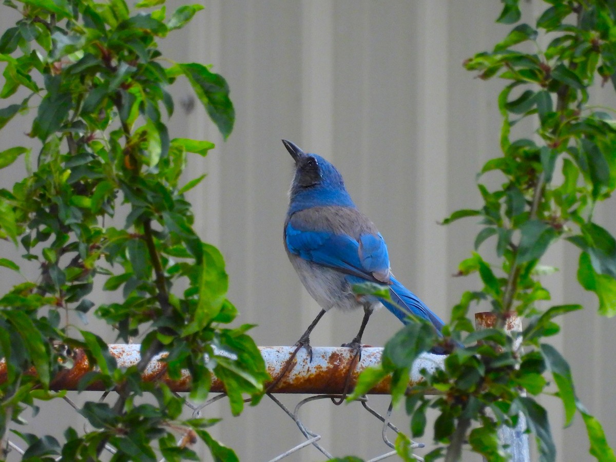 Woodhouse's Scrub-Jay - ML659248803