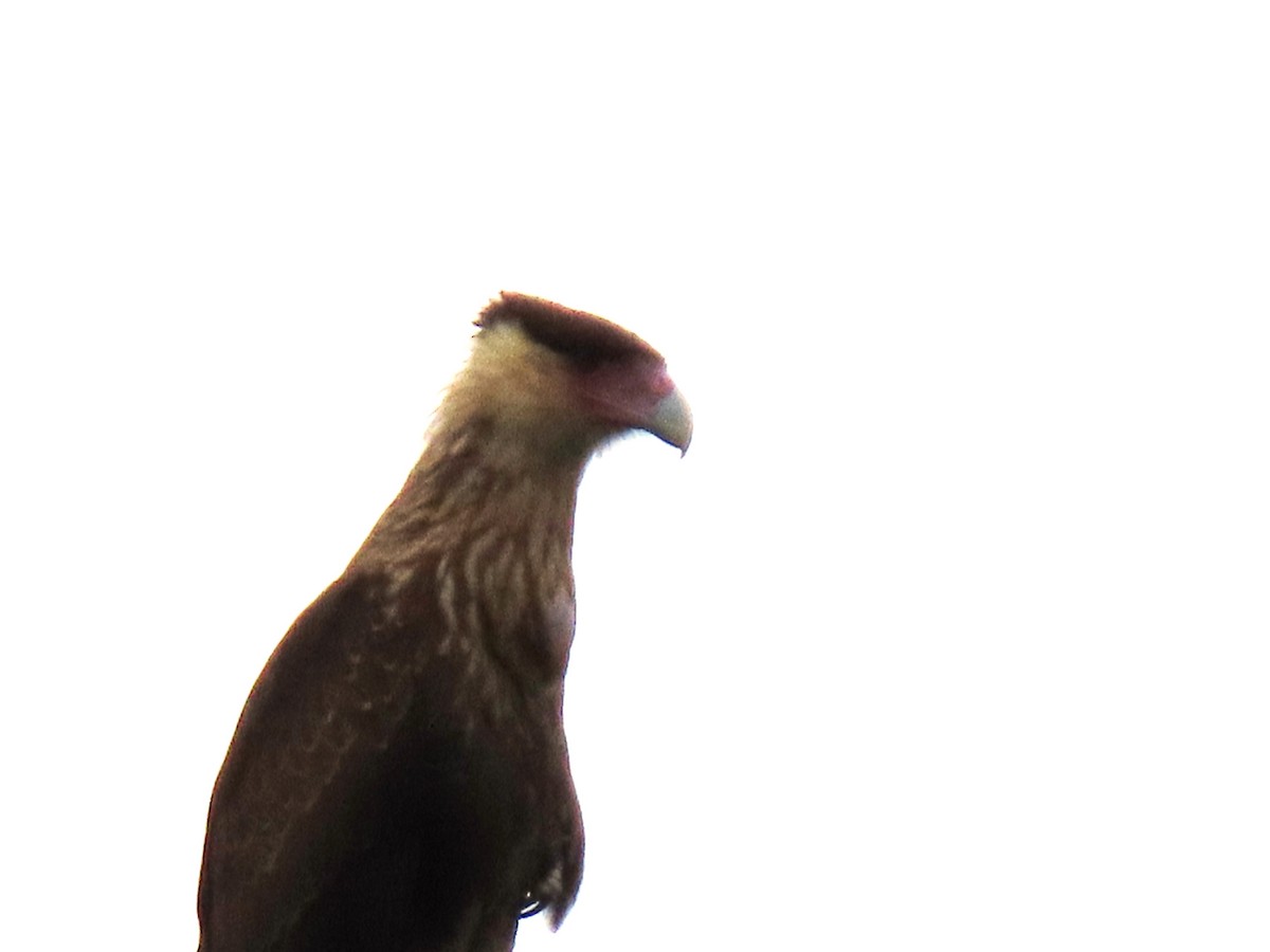 Crested Caracara - ML659248830