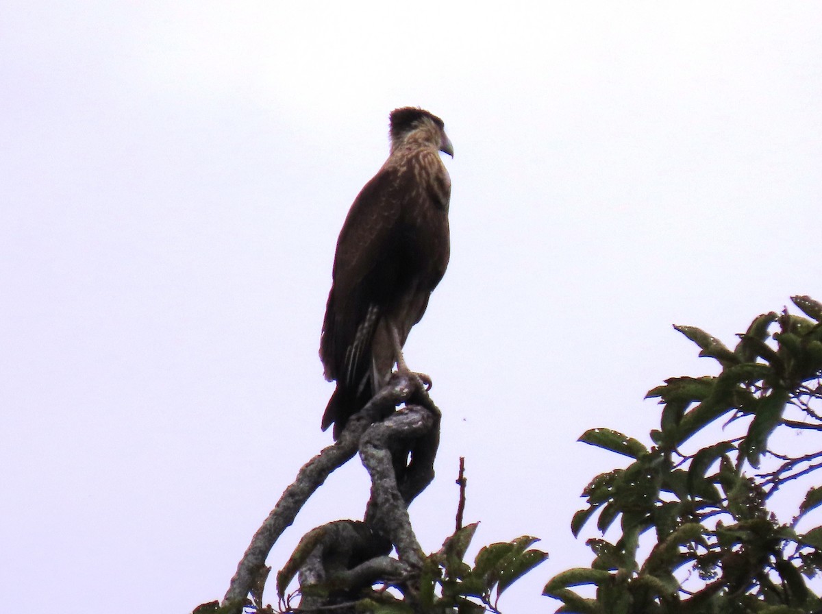 Crested Caracara - ML659248832