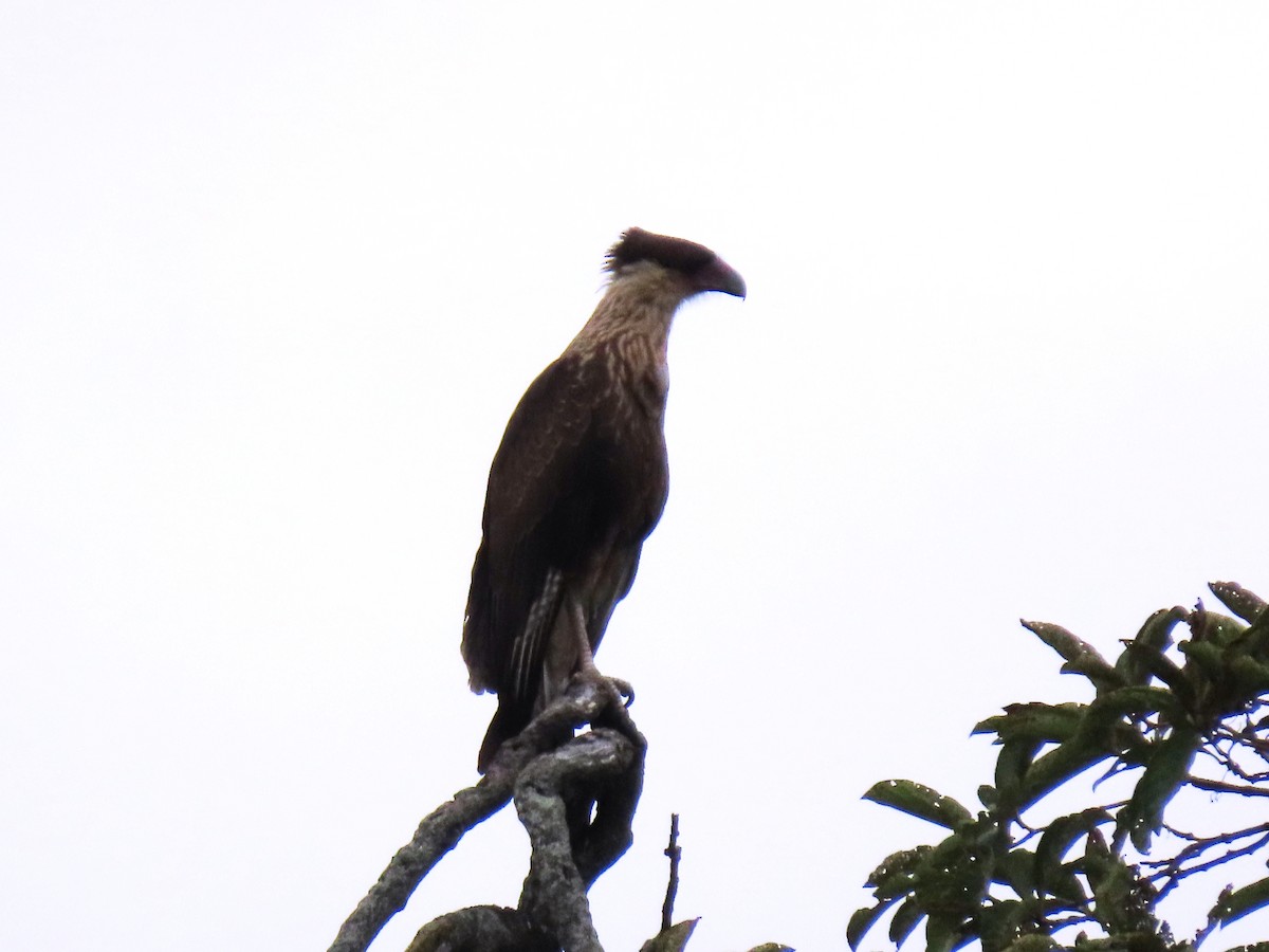 Crested Caracara - ML659248833