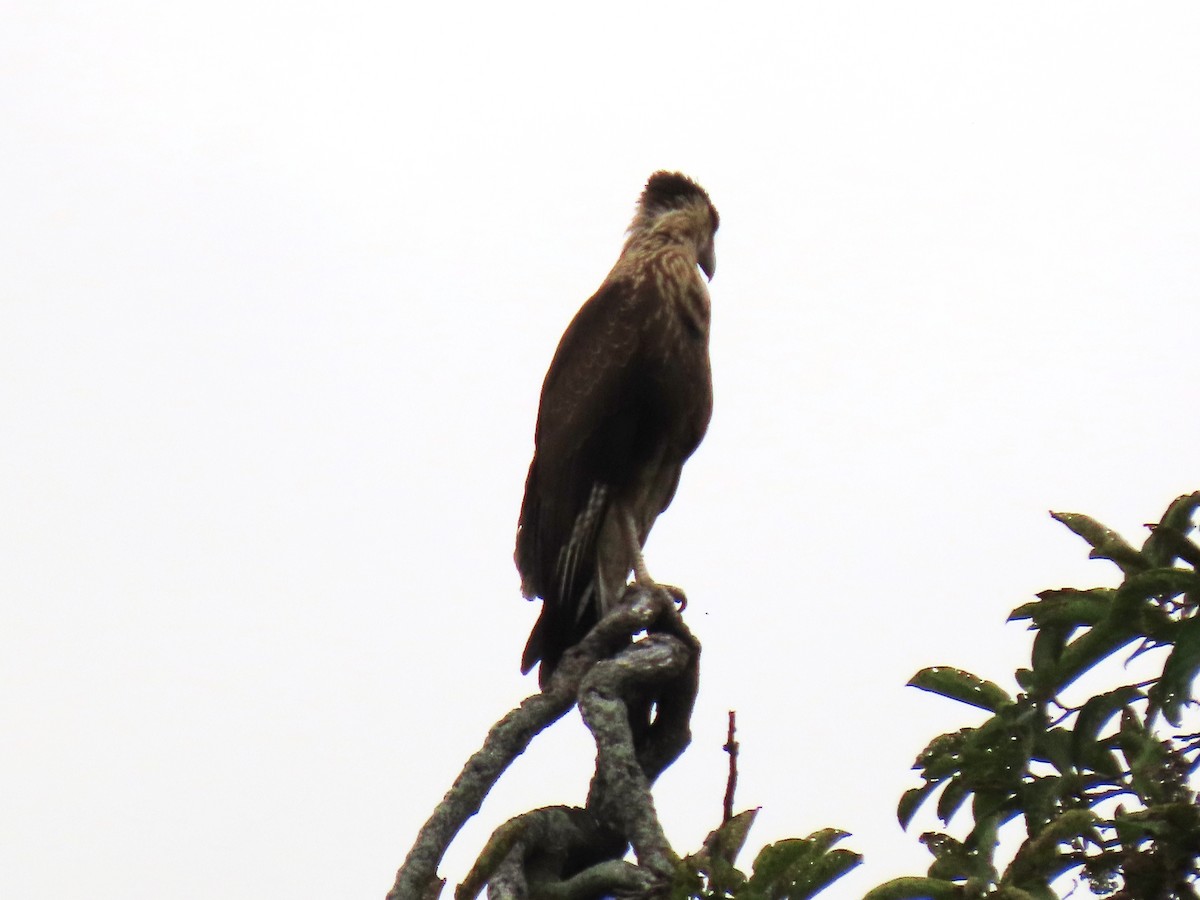 Crested Caracara - ML659248834