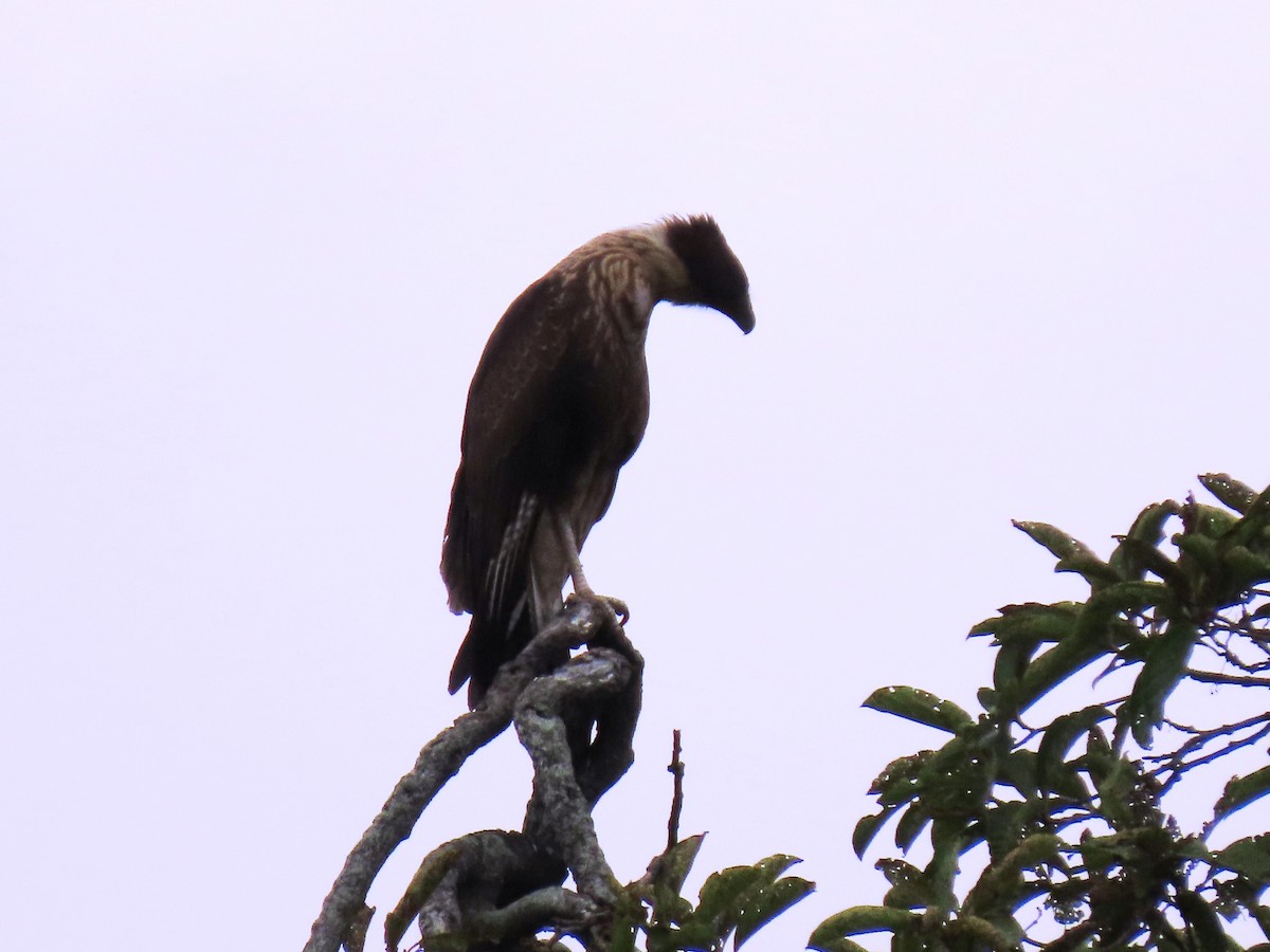 Crested Caracara - ML659248835
