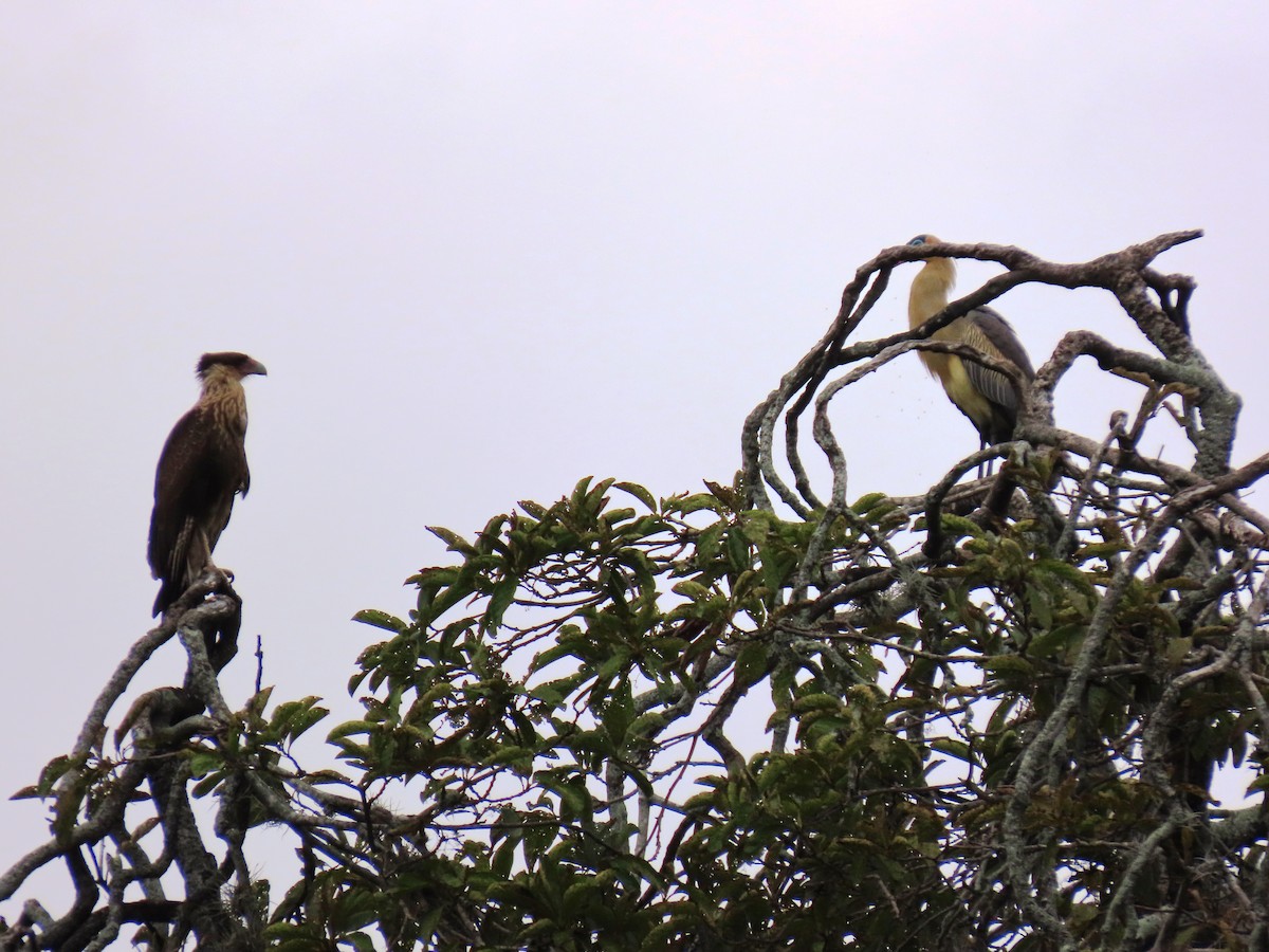 Crested Caracara - ML659248838