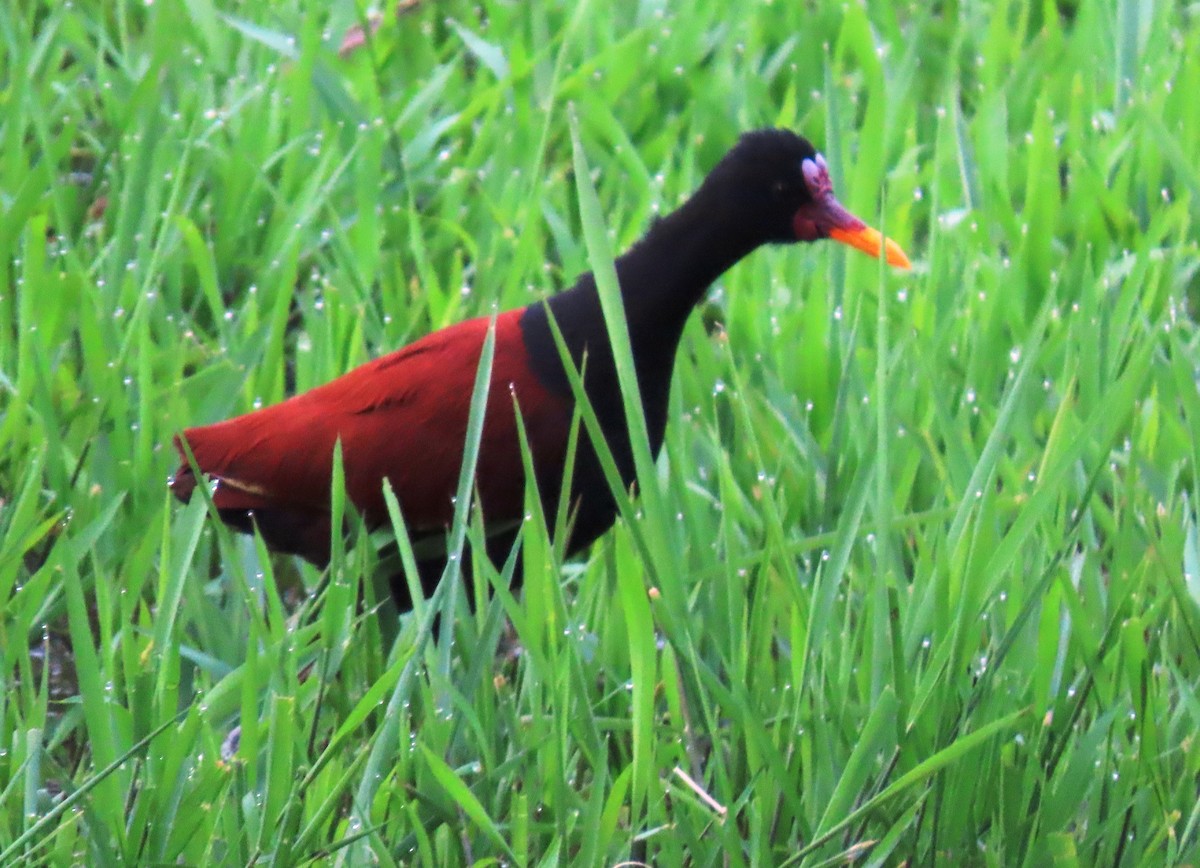 Wattled Jacana - ML659248867