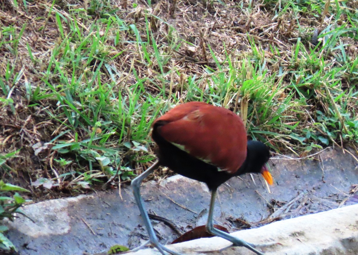 Wattled Jacana - ML659248872